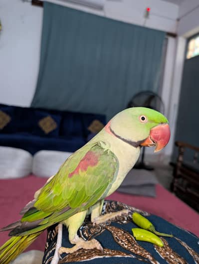 talking parrot hand tame