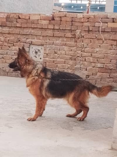 premium quality German shepherd female pick pedigree for sale