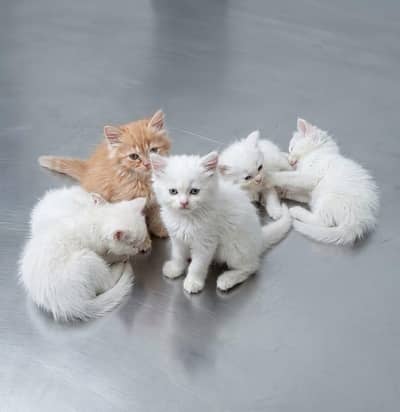 White Persian blue and grey eyes kitten negotiation available