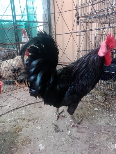 Australorp healthy active pair