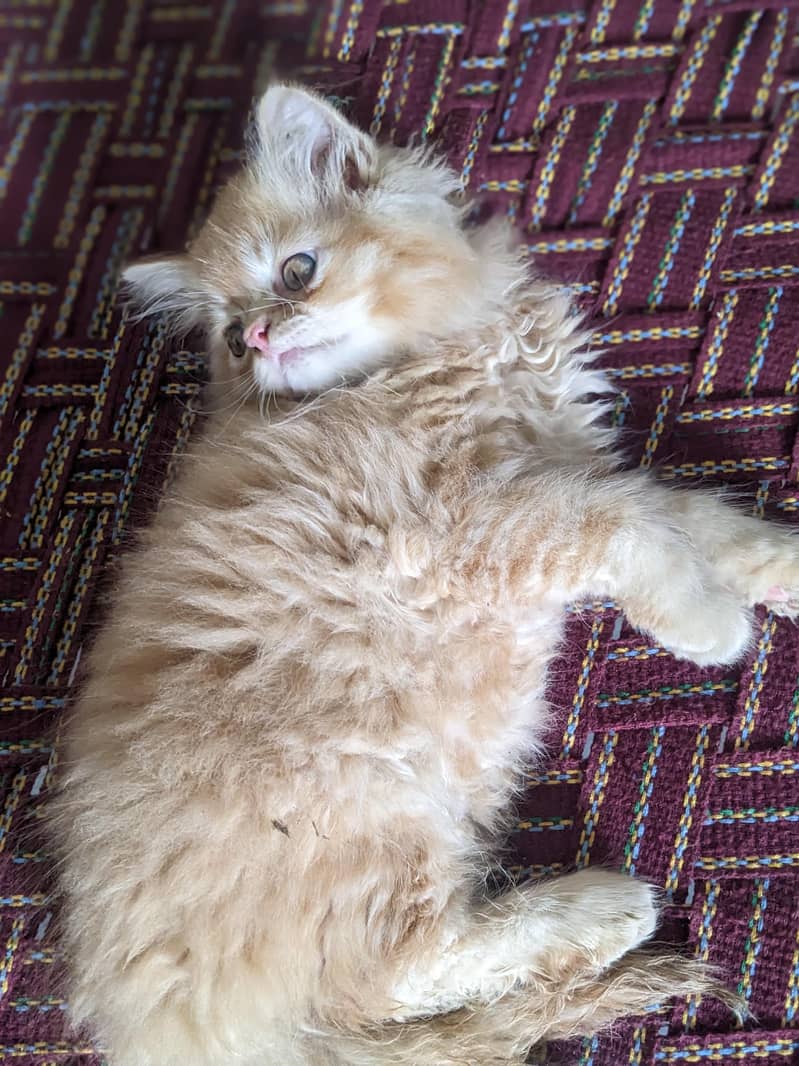 Kitten 0