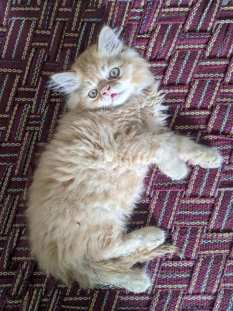 Kitten 1
