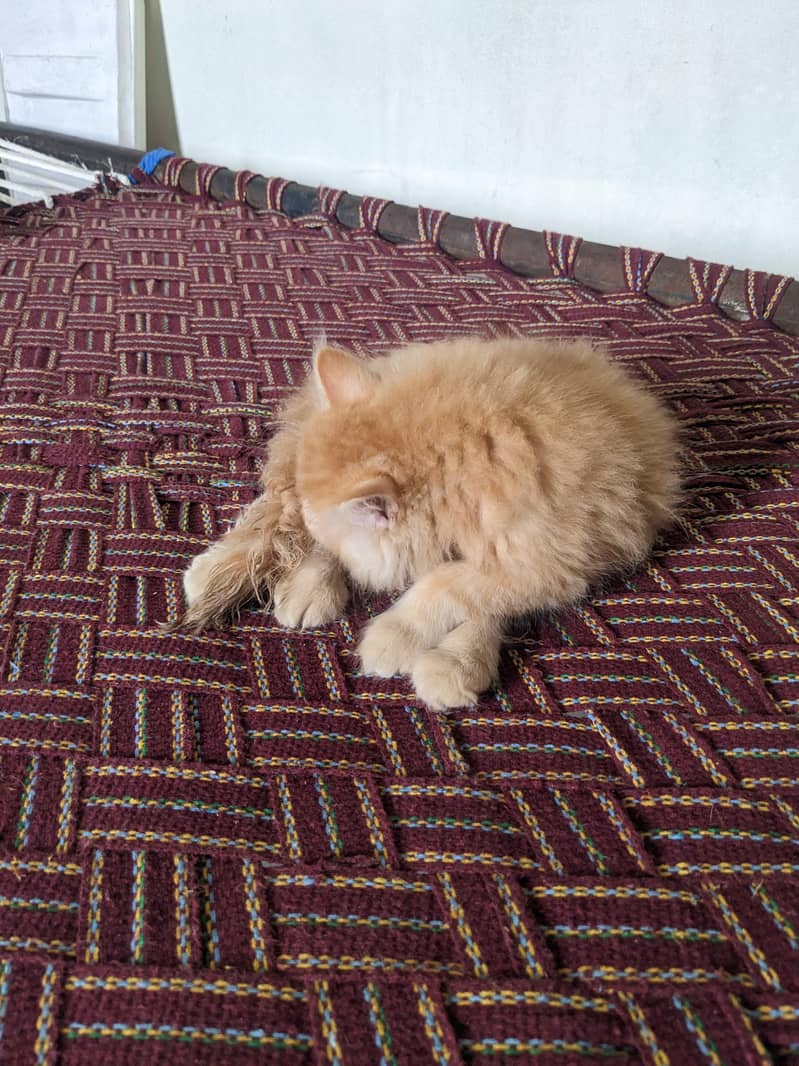 Kitten 2