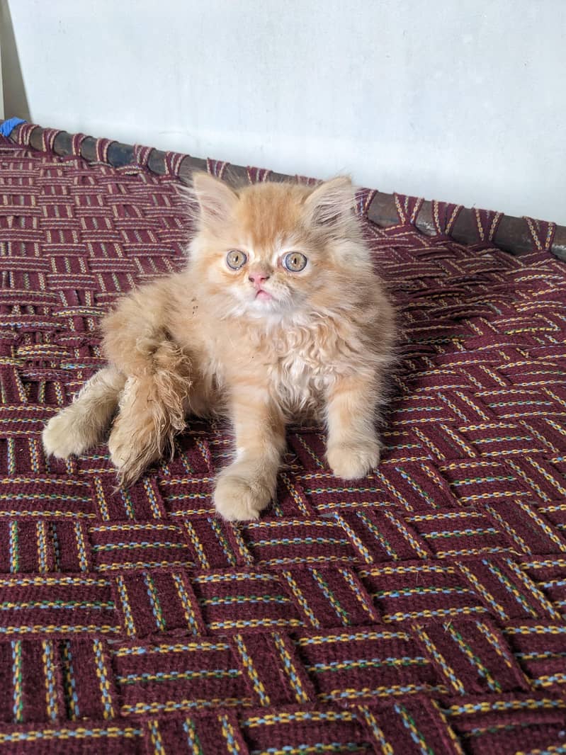 Kitten 3