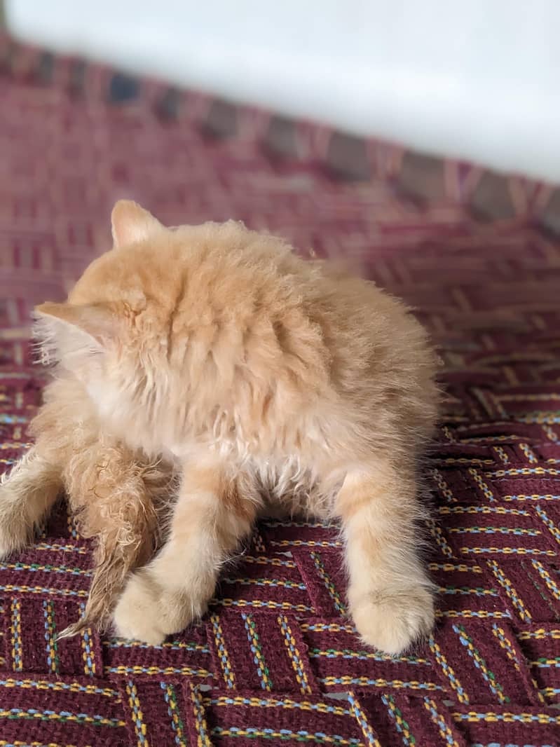 Kitten 4