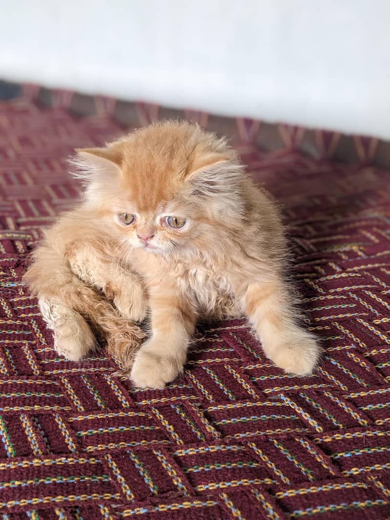 Kitten 5