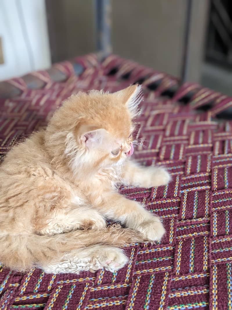 Kitten 6