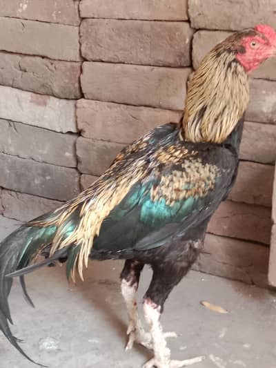 aseel murga for sale
