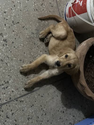 Golden Retriever Pedigree 4months for sale