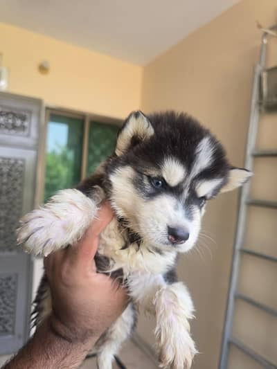 Husky available for sale