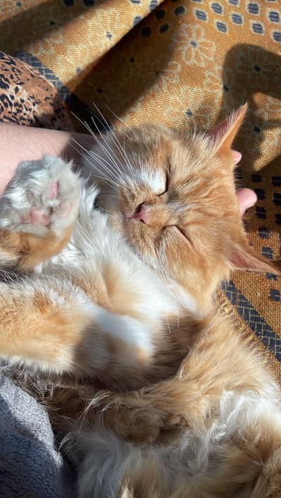 Persian cat 3triple coat