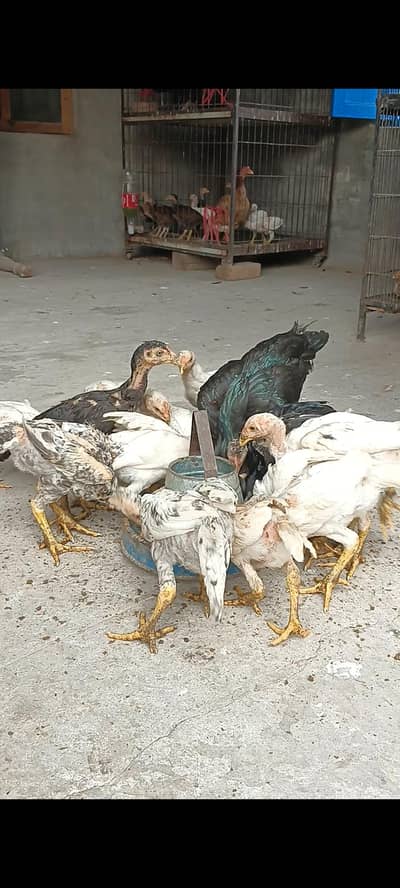 white shamo chick available for sale