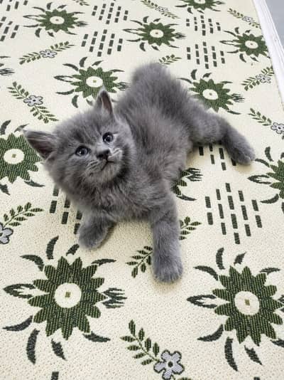 Persian Gray Kittens