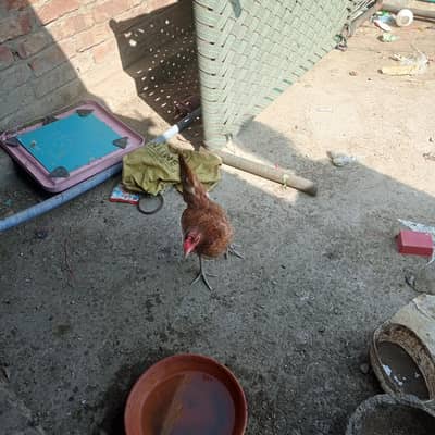 Desi murgi sell for argend