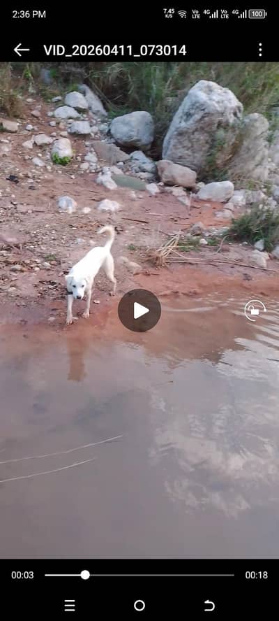 scuriti dog