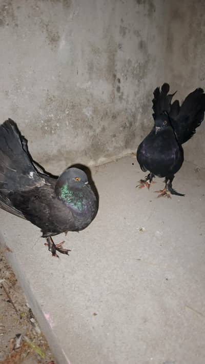 breeder pigeons available hy