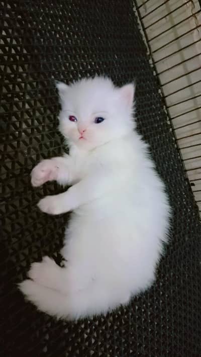 Punch Face Blue Eyes Kitten