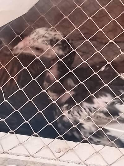 urgent for sale aseel chiks