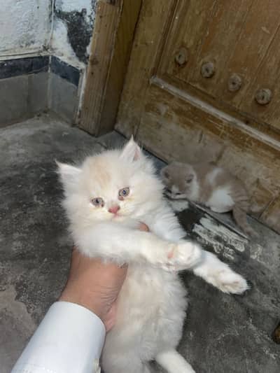 Persian punch face 4 kittens available