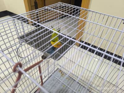 Very Beautiful & Friendly Love Birds on Discount