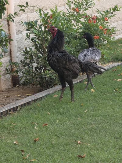 Blue Dragon Thai Aseel – High Quality Breeding Quality