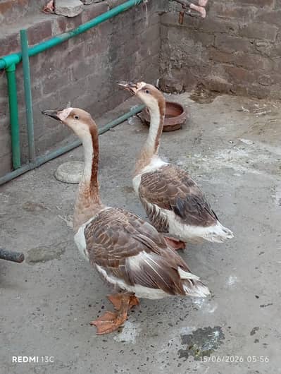 pair for sale