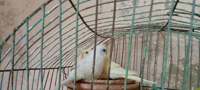 paier healthy and active he
