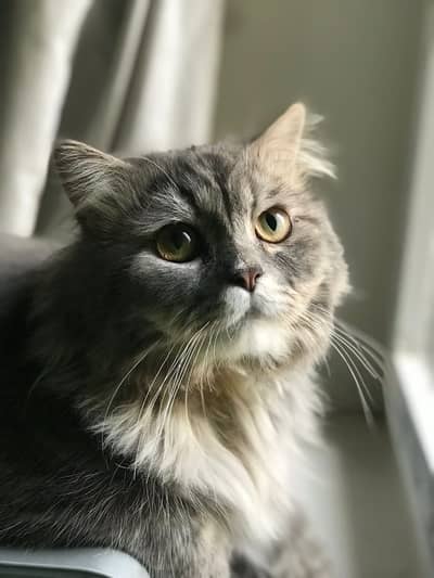 Dark Grey Persian Cat Triple Coated
