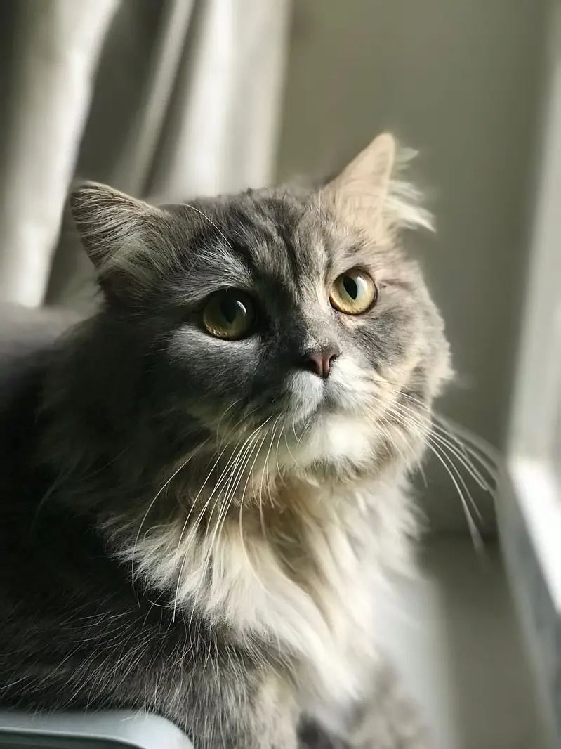 Dark Grey Persian Cat Triple Coated