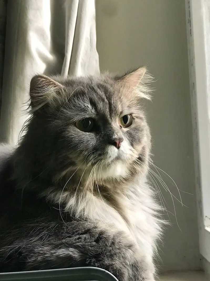 Dark Grey Persian Cat Triple Coated — photo 2