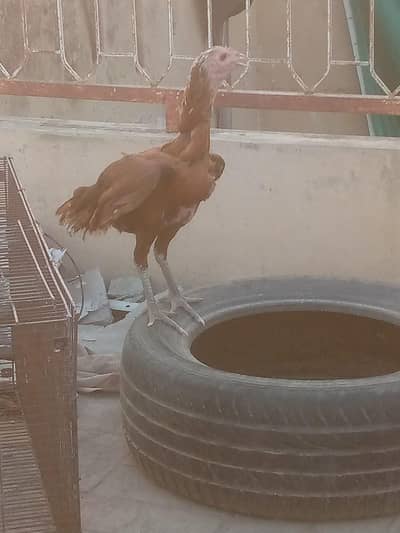 Aseel pair