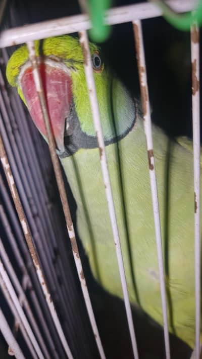 breeder pair hy male talking kerta hy
