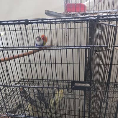 Coctails and love birds