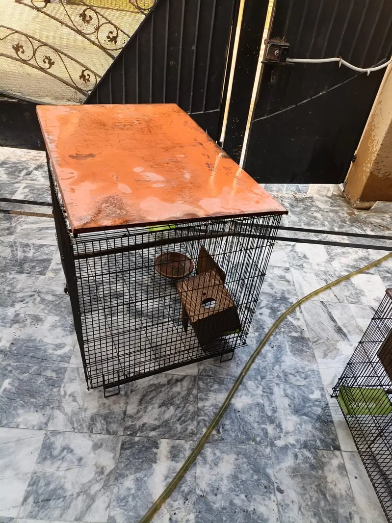 cage for birds chickens hen — photo 2