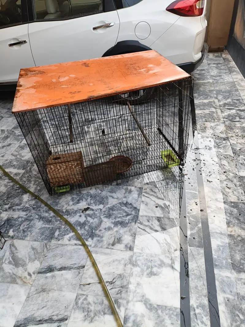 cage for birds chickens hen — photo 4