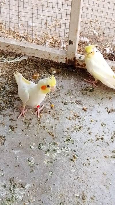 common white cocktail