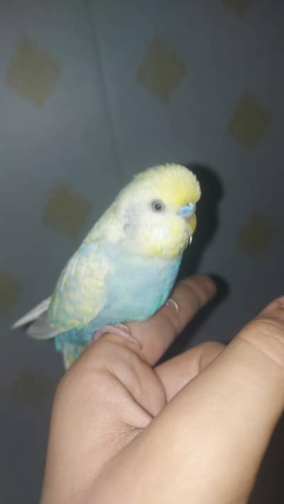 – Hand Tamed & Friendly & Simple Colours Budgies,Love Bird Tame/Untame