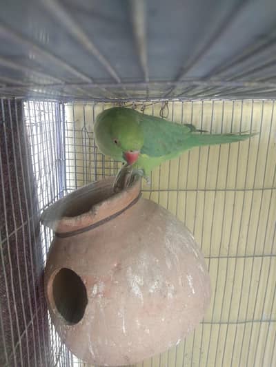 parrot