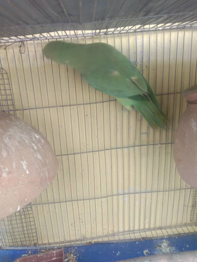 parrot 1