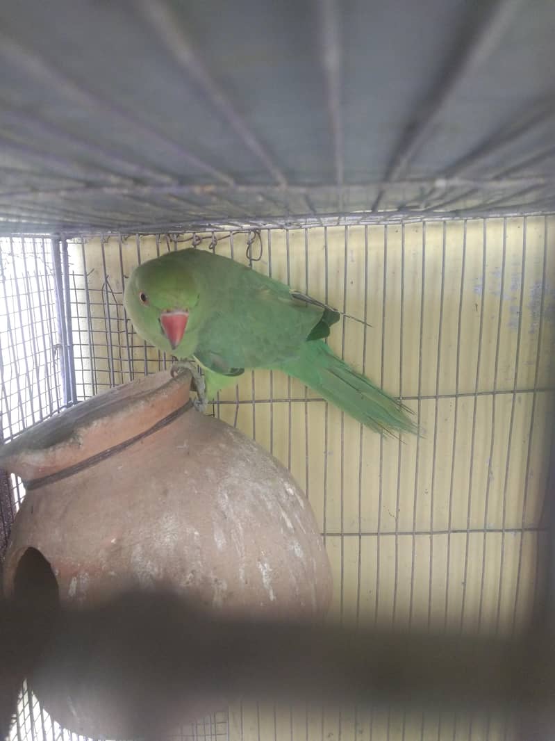 parrot 2