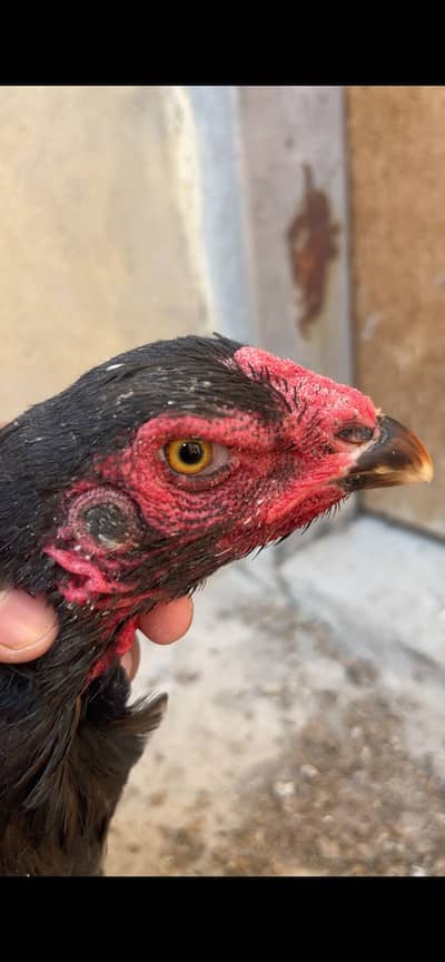 Asee shamoo females for sale