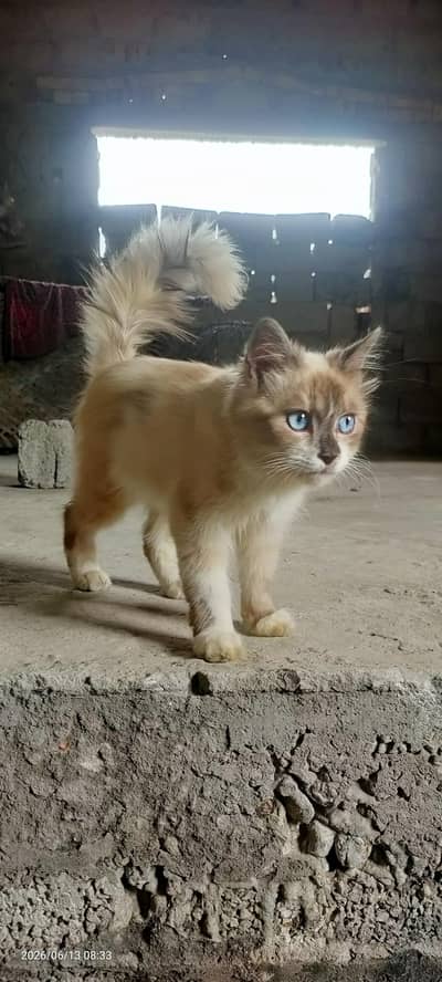 hamilyan cats looking for new home