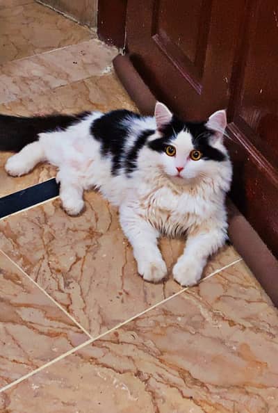 Triple Coated Pure Persian Male Cat