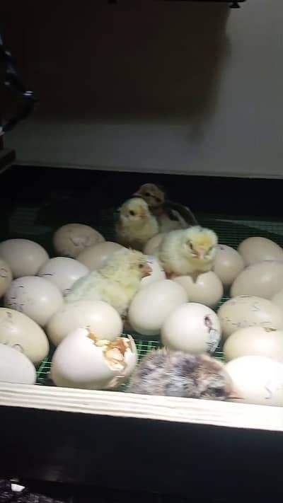 56 Eggs Full Automatic Incubator with silicone heating wire