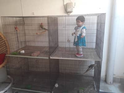 Cage for parrot