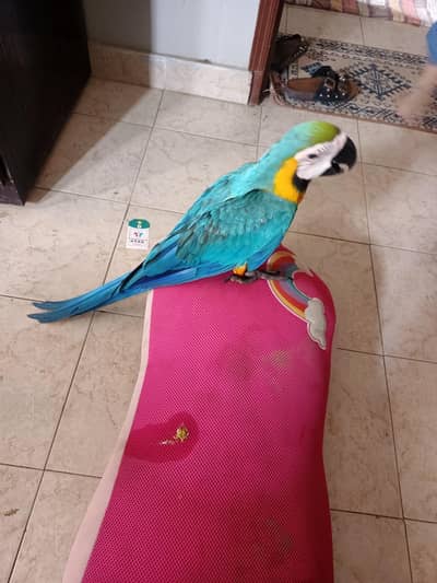 selling blue and gold macaw akong with cage