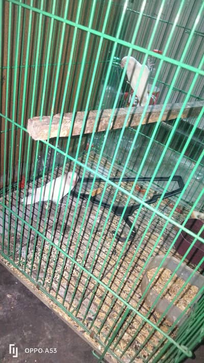 Albino red eyes breeder pair love bird