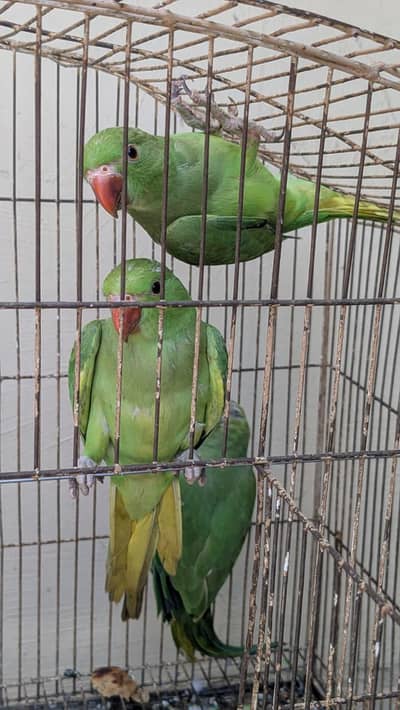 ring neck Parrot patha for sale fully hand tamed Zero bite
