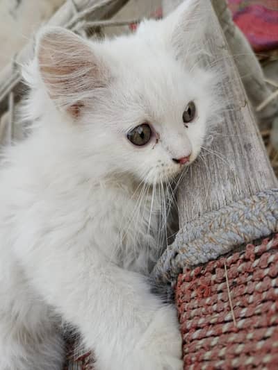 white persian male cat