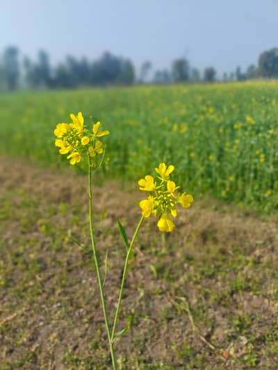 97 acre land for sale at bedian road in chathiyya wala